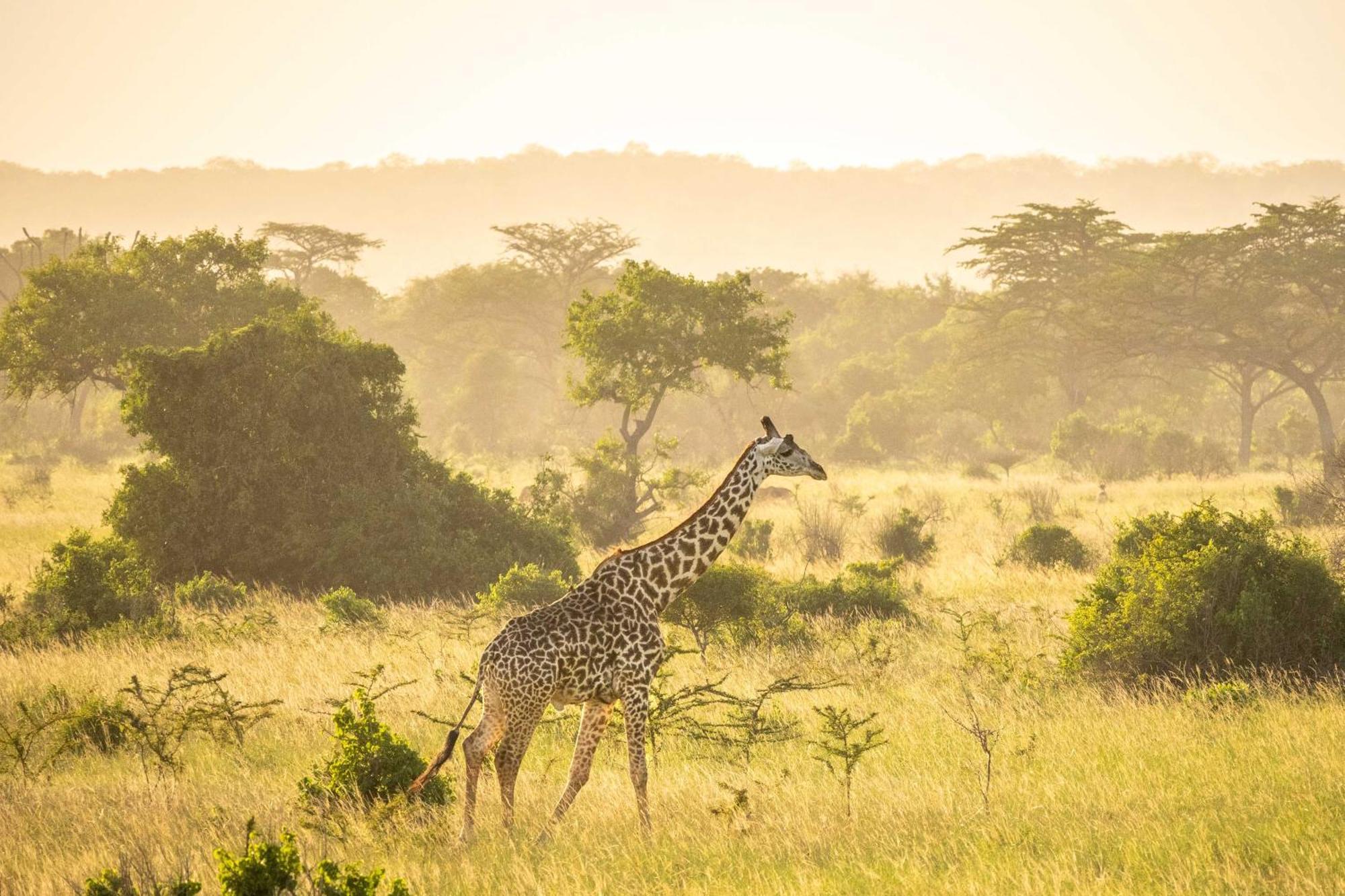 Simply Saadani Camp, A Tent With A View Safaris Mkwaja 外观 照片